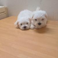 Maltese cuccioli