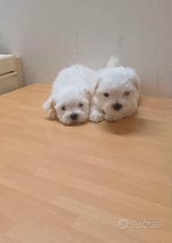 Maltese cuccioli