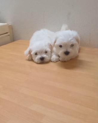 Maltese cuccioli