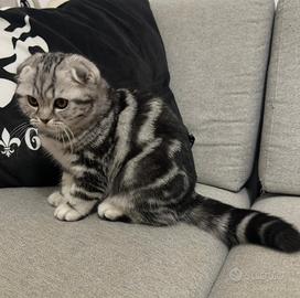 Scottish Fold