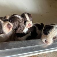 Springer spaniel