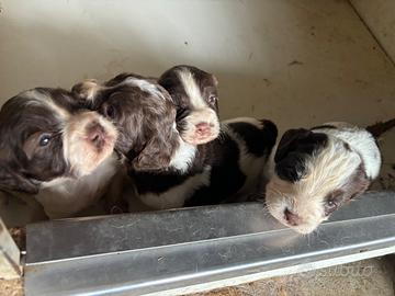 Springer spaniel