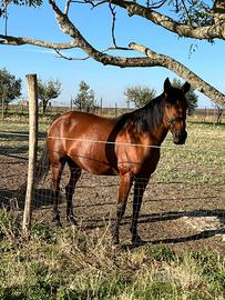 Cavallo