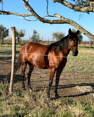 Cavallo