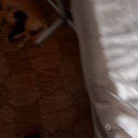 Cuccioli di pacchi giorni