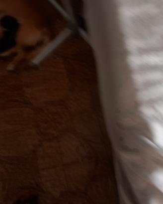 Cuccioli di pacchi giorni