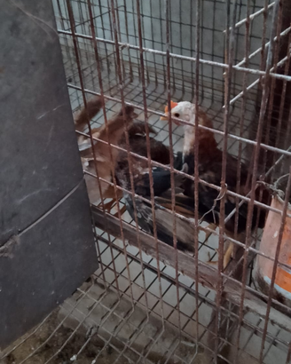 Galline padovane