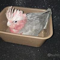 Pappagalli Cacatua Rosecapilla DA IMBECCO