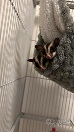 Petauri dello zucchero