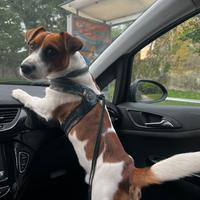 Jack Russell per accoppiamento