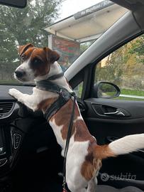 Jack Russell per accoppiamento