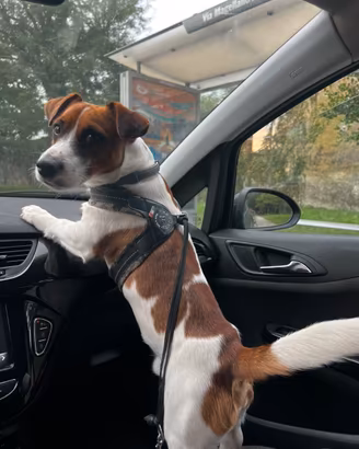 Jack Russell per accoppiamento