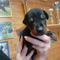 Cuccioli di Dobermann