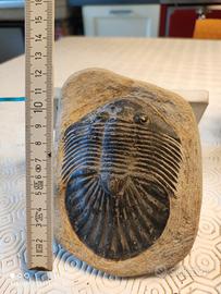 fossile Trilobite 