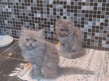 Gattini cuccioli