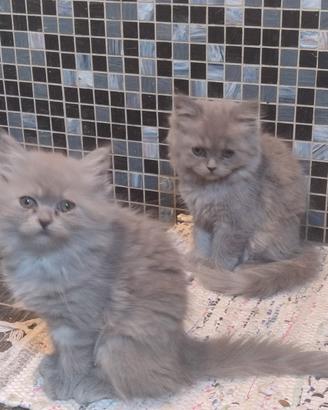 Gattini cuccioli