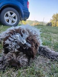 Lagotto romagnolo