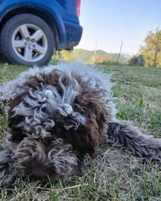 Lagotto romagnolo