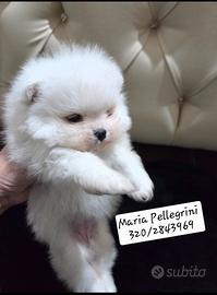 Spitz Pomerania/Femminuccia/Pedigree Enci