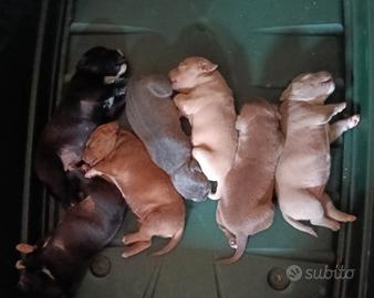 Cuccioli American Pit bull terrier
