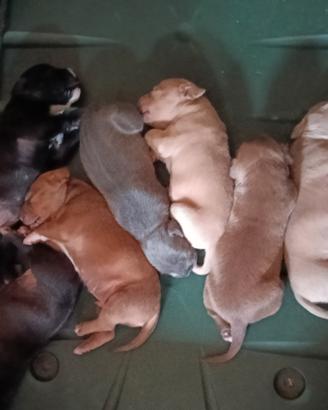 Cuccioli American Pit bull terrier