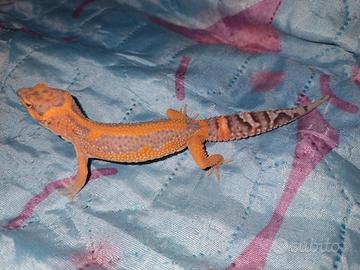 Geco leopardino