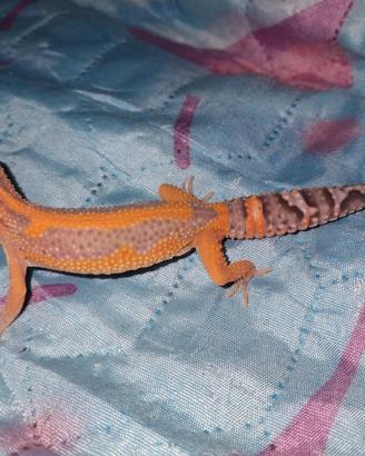 Geco leopardino