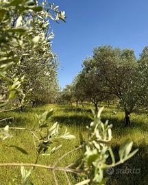 Oliveto per gestione e raccolta a mezzadria