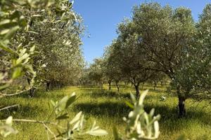 Oliveto per gestione e raccolta a mezzadria