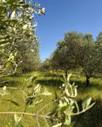 Oliveto per gestione e raccolta a mezzadria