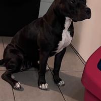 Adozione pitbull nano femmina