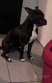 Adozione pitbull nano femmina