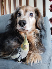 Calopsite allevato a mano