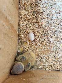 Agapornis