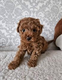 Cuccioli Barboncino Toy