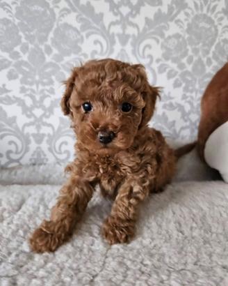 Cuccioli Barboncino Toy