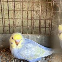 Pappagalli cocorita Rainbow