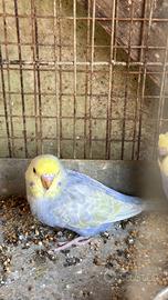 Pappagalli cocorita Rainbow