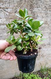 Pianta Grassa Vera Crassula Ovata Albero di Giada 