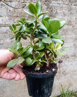 Pianta Grassa Vera Crassula Ovata Albero di Giada 