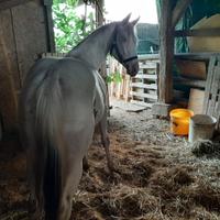 Cavalla Paint 18 mesi