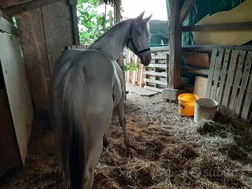 Cavalla Paint 18 mesi