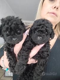 Barboncini toy Total black