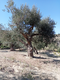 Vendita terreno/uliveto