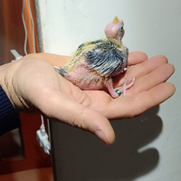 Calopsiti da imbecco