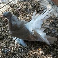 Maschi di pavoncella indiana