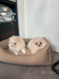 Cuccioli spitz Pomerania bianchi