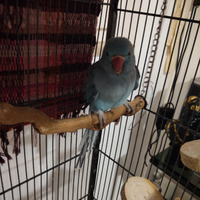 Parrocchetto dal collare