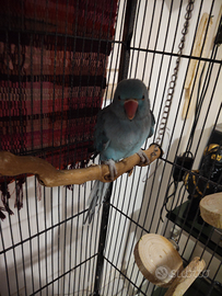 Parrocchetto dal collare