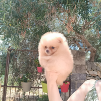 Spitz tedesco nano pomerania